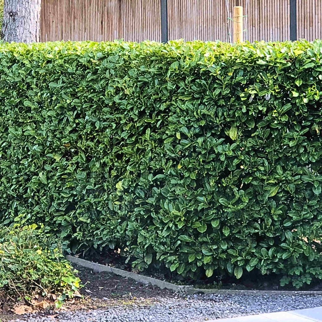 Laurier planten Laurier planten