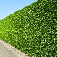 Thuja occidentalis 'Brabant'