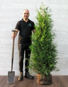 Thuja Brabant 175-200cm