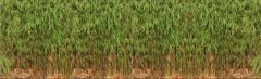 Fargesia Jiuzhaigou 80-100cm - pot 5L