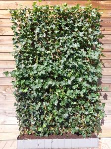 Hedera 180cm haagelement (120cm lengte) 