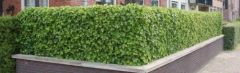 Hedera Hibernica 100-125cm - pot 1L 