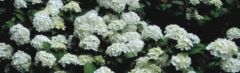 Witte boerenhortensia 30-40cm - pot 3L