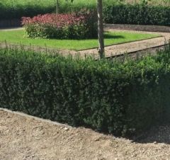 Taxus media 'Hillii' 80-100cm kluit