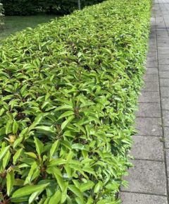 Prunus laurocerasus 'Angustifolia'