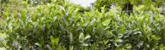 Laurier Obelisk 100-125cm - pot 12L