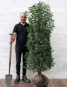 Portugese Laurier 140cm Haagelement
