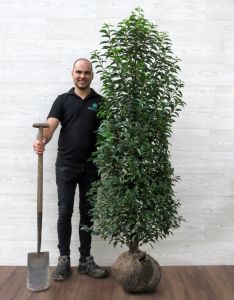 Portugese Laurier 180-200cm met kluit