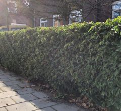 Prunus laurocerasus 'Angustifolia'