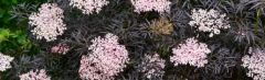 Sambucus nigra 'Black Lace' 50-60cm - pot 10L