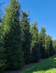 Taxus 400-450cm 