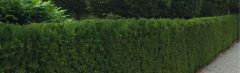 Taxus 60-80cm - kluit