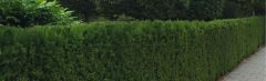 Taxus 80-100cm - pot 12L