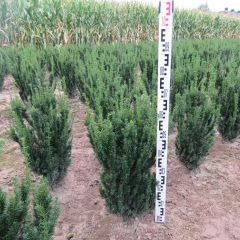 Taxus media 'Hillii' 60-80cm kluit