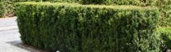 Taxus media 'Hillii' 80-100cm - pot 12L