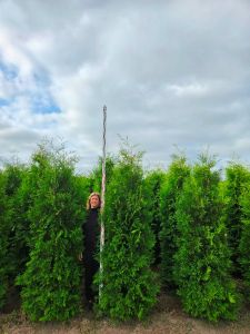 Conifeer lichtgroen Thuja Brabant hoogte 2,5 meter