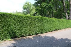 Thuja occidentalis 'Brabant'