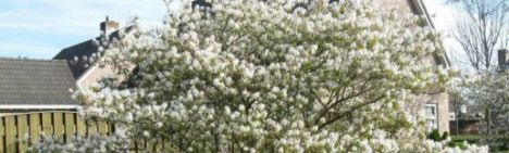 Amelanchier lamarckii 200-225cm - pot 20L
