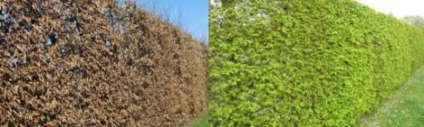 Haagbeuk 100-125cm - pot 2,5L