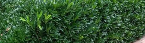 Laurier Caucasica 80-100cm - pot 7,5L