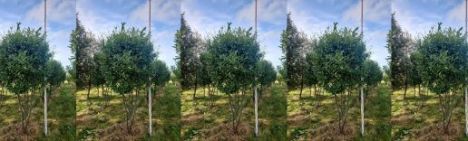 Laurier Caucasica 300cm - Meerstammig Parapluvorm