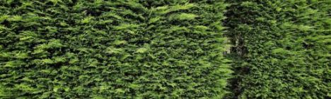 Leylandii Cypres 100-125cm - Pot 4L