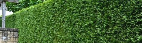 Donkergroene Thuja 450-500cm - kluit