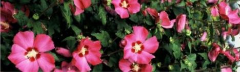 Donkerroze hibiscus 40-60cm - pot 3L