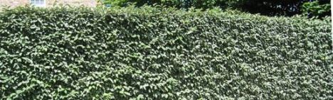 Elaeagnus ebbingei 40-60cm - pot 3L