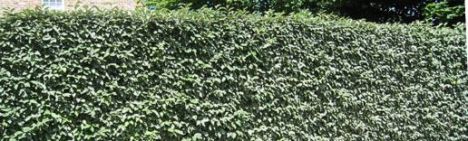 Elaeagnus ebbingei 100-125cm - pot 20L