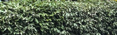 Elaeagnus ebbingei 'Compacta' 50-60cm - pot 5L