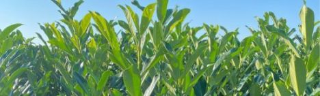 Laurier Elly 100-125cm - pot 12L