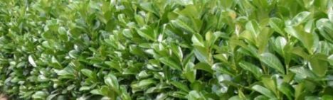 Laurier Etna 150-175cm - kluit