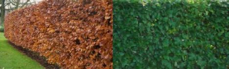 Groene Beuk 60-80cm - pot 2L