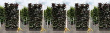 Rode Beuk 200cm - Haagelement