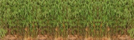 Fargesia Jiuzhaigou 175-200cm - pot 30L