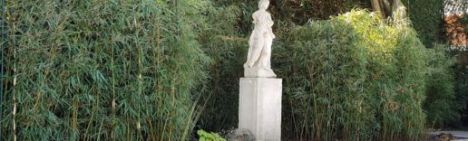 Fargesia robusta Campbell 125-150cm - kluit