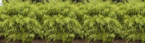 Fargesia rufa 125-150cm - pot 10L