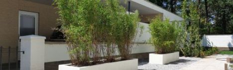 Fargesia Volcano 125-150cm - kluit