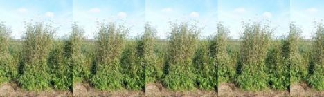 Fargesia Winter Joy 250-300cm - kluit