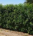 Laurier Genolia 150-175cm - kluit