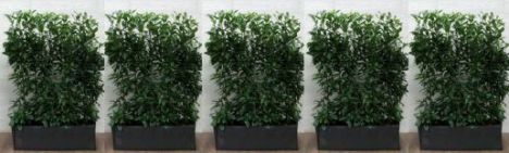 Laurier Genolia 160cm - Haagelement