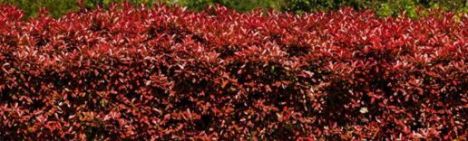 Glansmispel 'Red Robin' 175-200cm - pot 30L