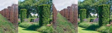 Haagbeuk 250cm 100x100cm - Blok