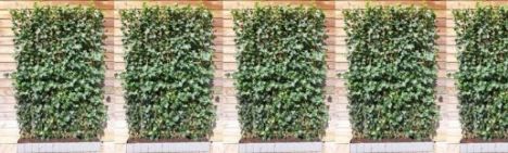 Hedera Hibernica 180cm - haagelement 