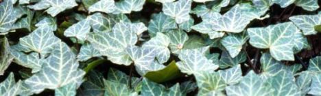 Hedera helix 'Woerner' 150-175cm - pot 3L