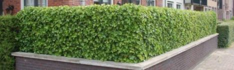 Hedera Hibernica 150-175cm - pot 2L 