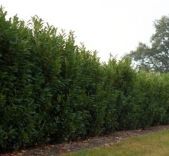 Laurier Elly 225-250cm - kluit