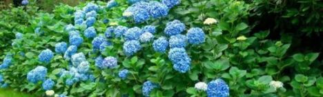 Blauwe boerenhortensia 40-60cm - pot 7,5L