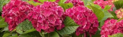 Rode boerenhortensia 40-60cm - pot 7,5L